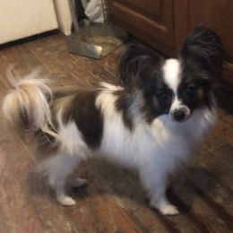 Pickles - Papillon