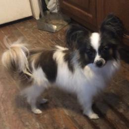 Pickles - Papillon