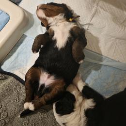 Bernedoodle puppies from Doting Doodles