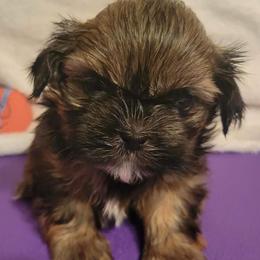 Pharoah - Red male Shih Tzu puppy in Parma, Ohio from D's DeVine Shih-Tzu