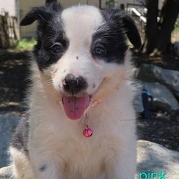 Pink - Black and white female Border Collie puppy in Itasca, Texas from KMA Ranch