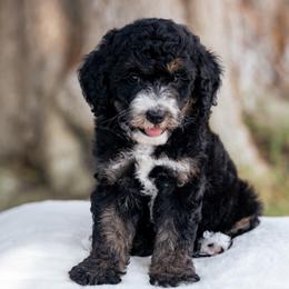 Tilly - Black female Sheepadoodle puppy in Los Angeles, California from Exquisite Doodles