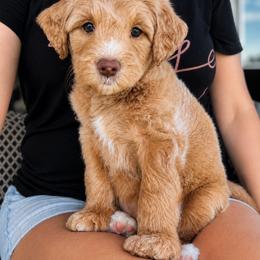 Rad - Apricot male Goldendoodle puppy in Van Alstyne, Texas from Forest Haven Doodle Co.