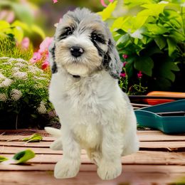Rosé - Merle female Bernedoodle puppy in Thornville, Ohio from Four Front Doodles & Friends