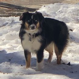 "Destiny" Miniature Australian Shepherd and Toy Australian Shepherd Puppies from River Springs Aussies