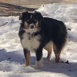 "Destiny" Miniature Australian Shepherd and Toy Australian Shepherd Puppies from River Springs Aussies