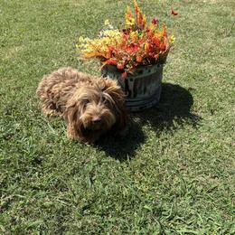 Shaggy - Dachshund