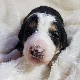 Aussiedoodles and Poodles from Jellico Creek Poodles