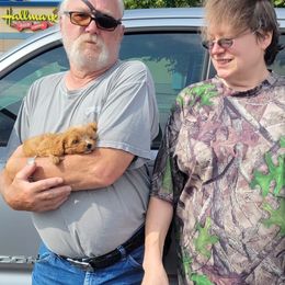 Aussiedoodle, Cavapoo, and Poodle Puppies from B&M Cottonwood Canines