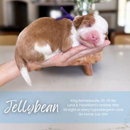 Girl 4 - female Bernedoodle puppy in South Jordan, Utah from Wonderful World Doodles
