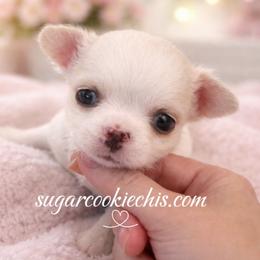 Chihuahua Puppies from Sugar Cookie Chihuahuas