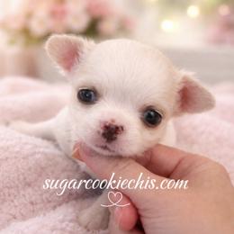 Chihuahua Puppies from Sugar Cookie Chihuahuas