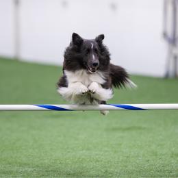 Brioche - Shetland Sheepdog