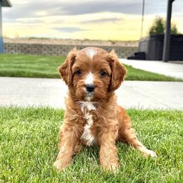 Colt - Apricot male Cavapoo puppy in Pasco, Washington from Columbia Basin Puppies