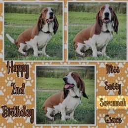 Savannah - Basset Hound
