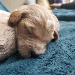 Goldendoodle Puppies from Masondixondoodles