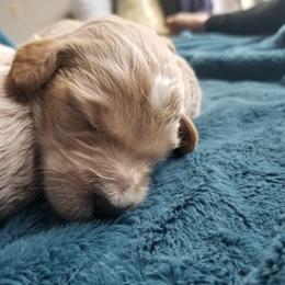 Goldendoodle Puppies from Masondixondoodles