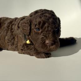 Butter - Chocolate male Goldendoodle puppy in Pulaski, Tennessee from Doodle My Heart