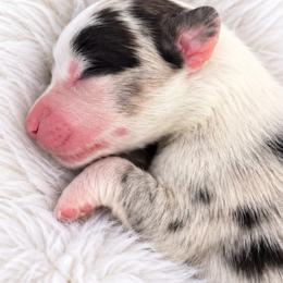 Dusty - Blue merle and white male Cardigan Welsh Corgi puppy in Kerens, West Virginia from Leather & Lace