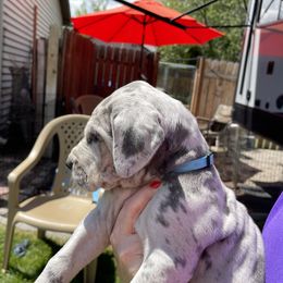 Great Dane Puppies from Merle and Blue Great Danes
