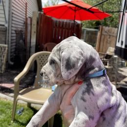 Great Dane Puppies from Merle and Blue Great Danes