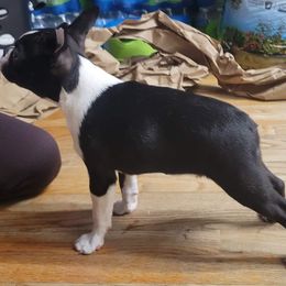 Boston Terrier and Doberman Pinscher Puppies from Diamonds In The Ruff Boston Terriers & Dobermans