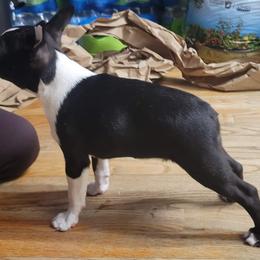 Boston Terrier and Doberman Pinscher Puppies from Diamonds In The Ruff Boston Terriers & Dobermans