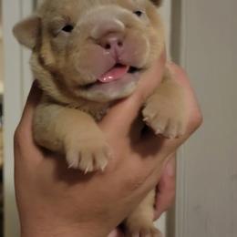 Bulldogs from Jandjsbullpack