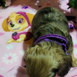 Dachshund Puppies from CLARK'S BREEDING PROGRAM