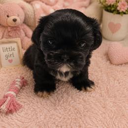 Lily - Black and white female Shih Tzu puppy in Vernon, Texas from Jennifer's Shih Tzus