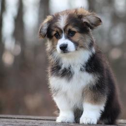 Leanna - Black and tan female Pembroke Welsh Corgi puppy in South Otselic, New York from Ridge Top Corgis