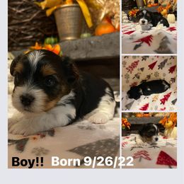 Biewer Terrier Puppies from Southern Star Biewers