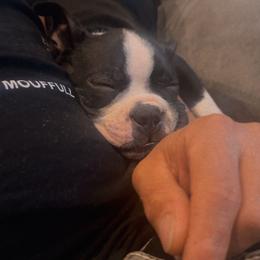 Boston Terrier Puppies from Bosties of Atlanta (BOA)