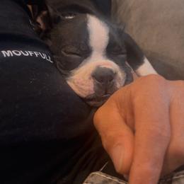 Boston Terrier Puppies from Bosties of Atlanta (BOA)