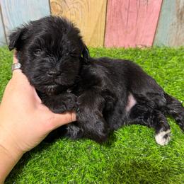 Gator - Black male Miniature Schnauzer puppy in Lufkin, Texas from C&K’s Schnauzer House
