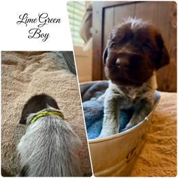 Ridge - Brown and gray male Wirehaired Pointing Griffon puppy in California from Rocking S Griffons