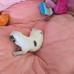 Chihuahua Puppies from Pampered Chihuahuas