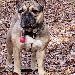 French Bulldogs from BabyMac Frenchies
