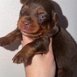 Dove - Red tri female Miniature Australian Shepherd puppy in Melbourne, Florida from True Spirited Aussies