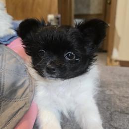 Mi-Ki puppies from My Little Puppy Paws