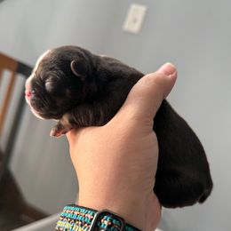 Baby Bo - Tricolors female French Bulldog puppy in Grafton, Ohio from K&J Frenchies