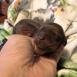 Cranberry - Red female Dachshund puppy in Monitor, Washington from Shannon Dolly’s Dachshunds