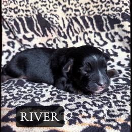 River - Black tri male Toy Australian Shepherd puppy in Medical Lake, Washington from MAS Gone Rogue