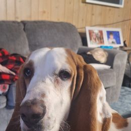 Basset Hound All Grown Up from Dream Weavers Basset Hounds