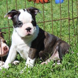 Vet Checked and ready to go Bongo - Black brindle and white male Boston Terrier puppy in Brooksville, Florida from I Love Pups