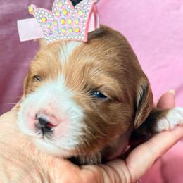 Fern - Red  female Goldendoodle puppy in Knoxville, Tennessee from Graystone Doodles