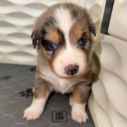 Noëlle - Blue merle female Australian Shepherd puppy in Anniston, Alabama from All Hale Aussies