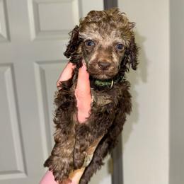 Doc - Phantom male Poodle puppy in Anniston, Alabama from All Hale Aussies