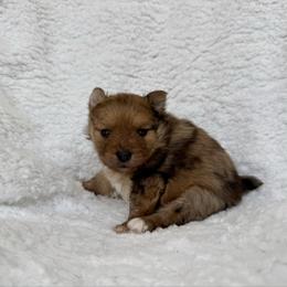 Rusty AKC Merle Male - Orange sable male Pomeranian puppy in Las Vegas, Nevada from POM SOCIETY
