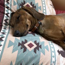 Dachshunds from Western Weens